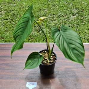 #102 Philodendron Plowmanii x Tenue