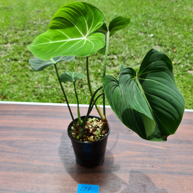 #101 Philodendron Gloriosum