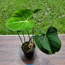 Load image into Gallery viewer, #101 Philodendron Gloriosum