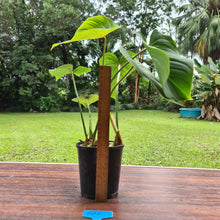 Load image into Gallery viewer, #101 Philodendron Gloriosum