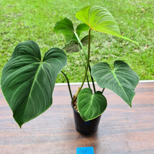 Load image into Gallery viewer, #101 Philodendron Gloriosum