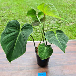 #101 Philodendron Gloriosum