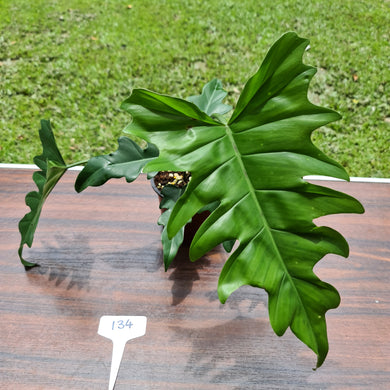 #134 Philodendron Hendersons Delight