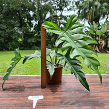Load image into Gallery viewer, #134 Philodendron Hendersons Delight