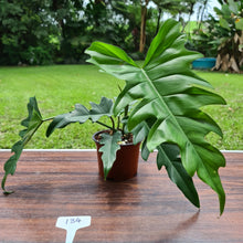 Load image into Gallery viewer, #134 Philodendron Hendersons Delight