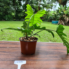 Load image into Gallery viewer, #134 Philodendron Hendersons Delight