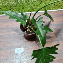 Load image into Gallery viewer, #134 Philodendron Hendersons Delight