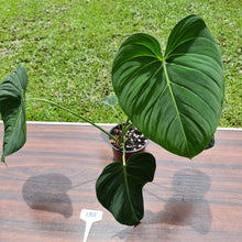 Load image into Gallery viewer, #135 Large Philodendron Glorious (Melanochrysum x Gloriosum)