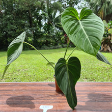 Load image into Gallery viewer, #135 Large Philodendron Glorious (Melanochrysum x Gloriosum)