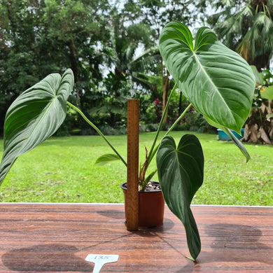 #135 Large Philodendron Glorious (Melanochrysum x Gloriosum)