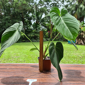 #135 Large Philodendron Glorious (Melanochrysum x Gloriosum)