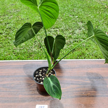 Load image into Gallery viewer, #135 Large Philodendron Glorious (Melanochrysum x Gloriosum)