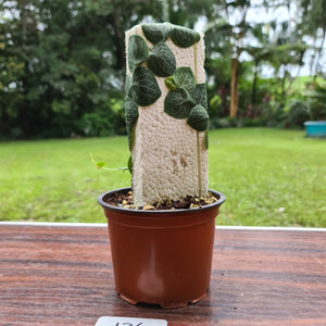 #136 Rhaphidophora Cryptantha