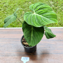Load image into Gallery viewer, #154 Philodendron Gloriosum