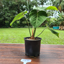 Load image into Gallery viewer, #154 Philodendron Gloriosum