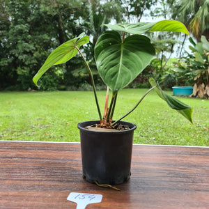 #154 Philodendron Gloriosum