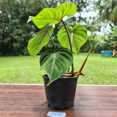 #154 Philodendron Gloriosum
