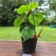 Load image into Gallery viewer, #154 Philodendron Gloriosum