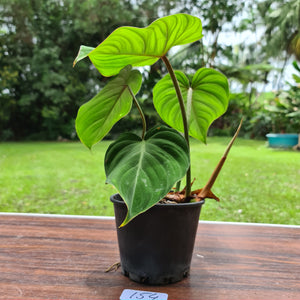 #154 Philodendron Gloriosum