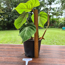 Load image into Gallery viewer, #154 Philodendron Gloriosum