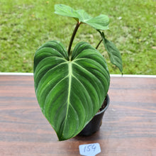 Load image into Gallery viewer, #154 Philodendron Gloriosum