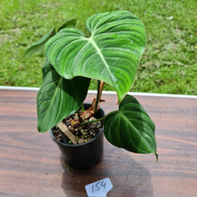Load image into Gallery viewer, #154 Philodendron Gloriosum