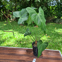 Load image into Gallery viewer, #26 Anthurium Macrolobium x