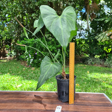 Load image into Gallery viewer, #26 Anthurium Macrolobium x