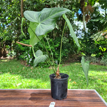 Load image into Gallery viewer, #26 Anthurium Macrolobium x