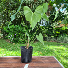 Load image into Gallery viewer, #26 Anthurium Macrolobium x