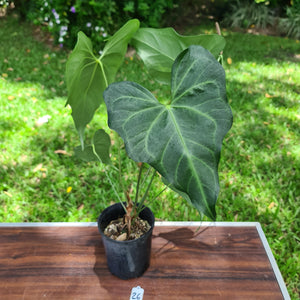 #26 Anthurium Macrolobium x