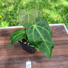 Load image into Gallery viewer, #15 Anthurium Magnificum Hybrid x