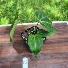 Load image into Gallery viewer, #15 Anthurium Magnificum Hybrid x
