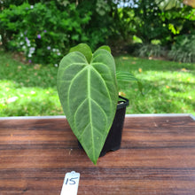 Load image into Gallery viewer, #15 Anthurium Magnificum Hybrid x