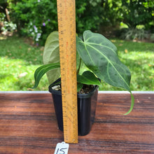 Load image into Gallery viewer, #15 Anthurium Magnificum Hybrid x