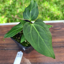 Load image into Gallery viewer, #33 Anthurium Magnificum Hybrid x