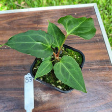 Load image into Gallery viewer, #33 Anthurium Magnificum Hybrid x