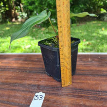 Load image into Gallery viewer, #33 Anthurium Magnificum Hybrid x