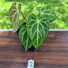 Load image into Gallery viewer, #12 Anthurium Magnificum