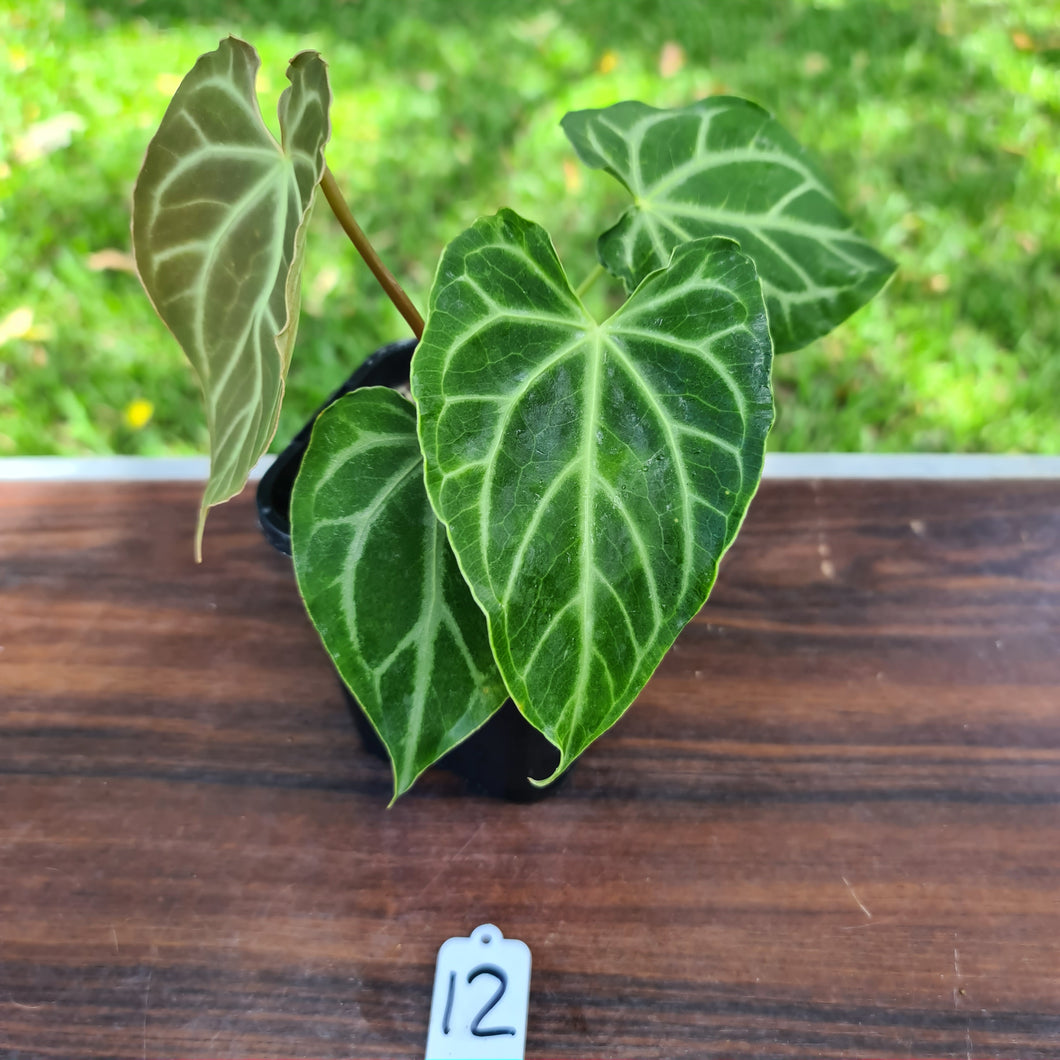 #12 Anthurium Magnificum