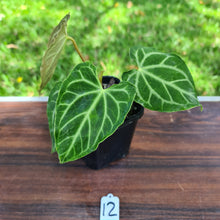Load image into Gallery viewer, #12 Anthurium Magnificum