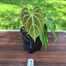 Load image into Gallery viewer, #12 Anthurium Magnificum