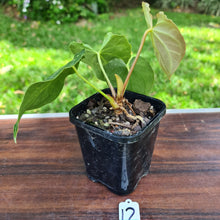 Load image into Gallery viewer, #12 Anthurium Magnificum