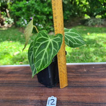Load image into Gallery viewer, #12 Anthurium Magnificum