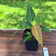 Load image into Gallery viewer, #138 Anthurium Magnificum Hybrid x - narrow