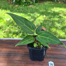 Load image into Gallery viewer, #138 Anthurium Magnificum Hybrid x - narrow