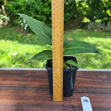 Load image into Gallery viewer, #138 Anthurium Magnificum Hybrid x - narrow