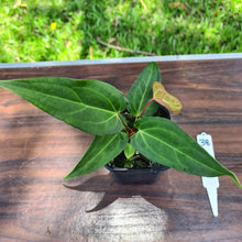 Load image into Gallery viewer, #138 Anthurium Magnificum Hybrid x - narrow