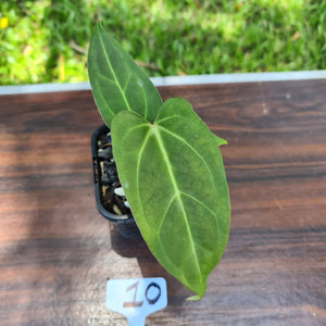 #10 Anthurium Magnificum Hybrid x