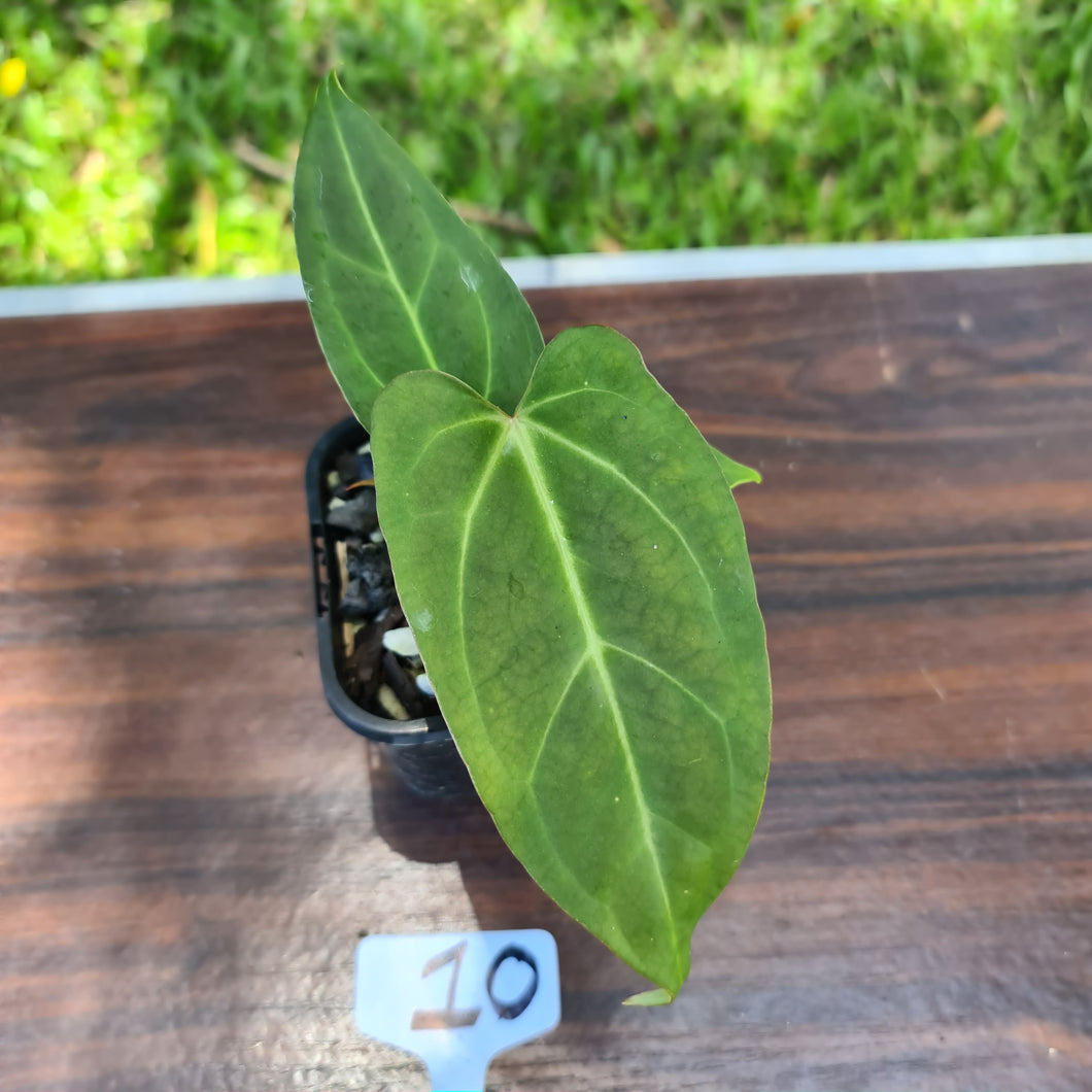 #10 Anthurium Magnificum Hybrid x